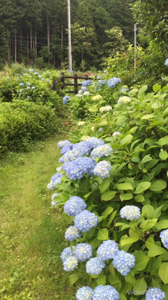 あじさいの郷の動画の記事動画