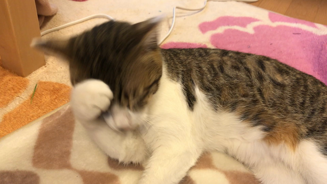 年末のご挨拶の記事動画