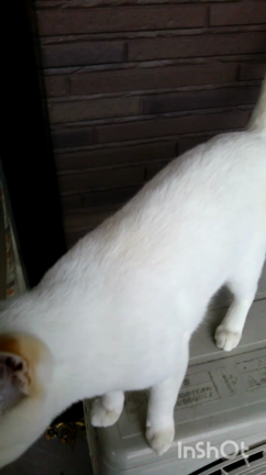 にゃおにゃおもぐもぐ動画の記事動画