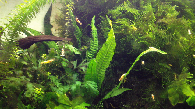 えび踊る！の記事動画