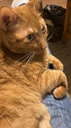 ストーカー猫の記事動画