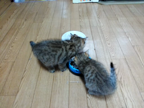 一晩明けての記事動画