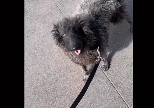 珍しいワイヤーヘアー　ミニチュアプードルの記事動画