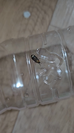 家族旅行でまさかのホタルとの出会い、星がきれいな夜空の記事動画