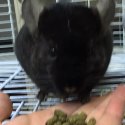 チンチラの記事動画