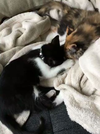 うっきーさんのお届けの記事動画