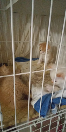 ５月２日譲渡会は雨のため中止しますの記事動画