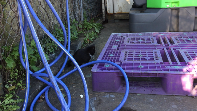 かわいすぎる！の記事動画