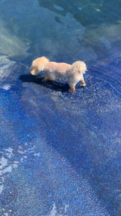 2度目の『ランバードッグフィールド』に来たょ☆の記事動画