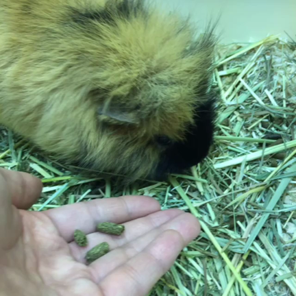 モルモット ペットホテル 東京 料金 価格 営業時間の記事動画