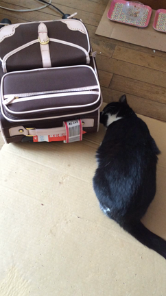 いたずら発揮！の記事動画