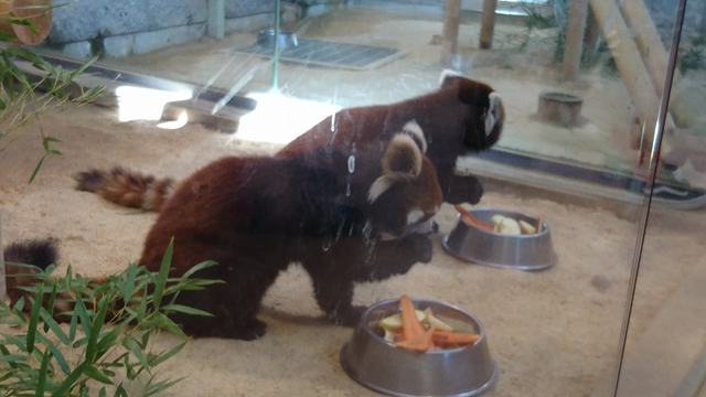 レッサーパンダ①～もぐもぐタイムの記事動画