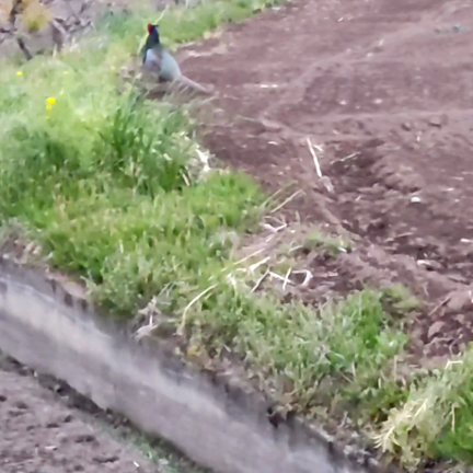 【日記】苦手じゃない方に見ていただきたいの記事動画