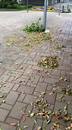 落ち葉掃きと健康武道体操で汗だくです！の記事動画