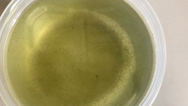 The daphnia ③の記事動画