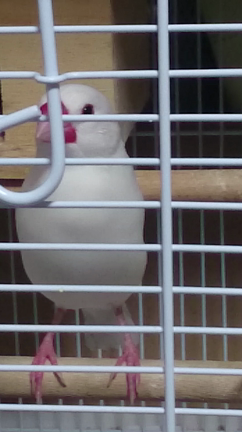 ☆鳴き声☆の記事動画