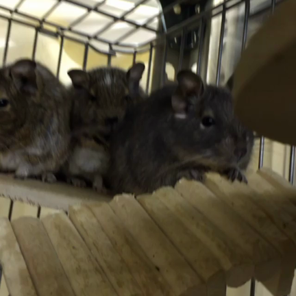 デグー ペットホテルの記事動画