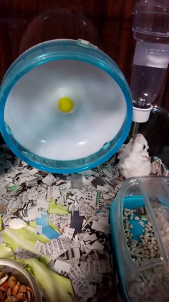 うちの子がいちばん可愛いなっての記事動画