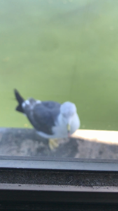 ✨✨海のお友達✨✨の記事動画