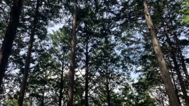 三山ひろしさん　518 古里の春！の記事動画