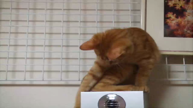 大人になった！の記事動画