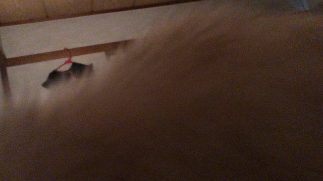 今朝の記事動画