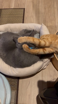 新たな懸念の記事動画