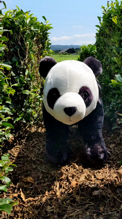 静岡といえば？の記事動画