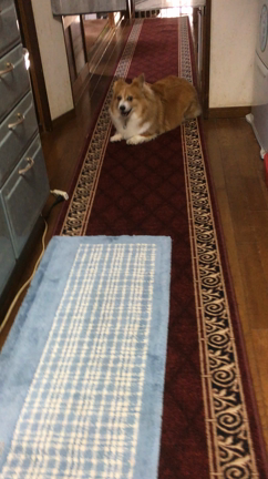 またやらかした・・・の記事動画