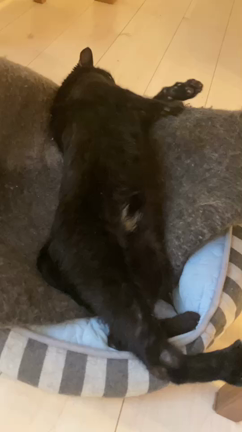 一生懸命子育てをしてきた傷だらけのお母さん猫『ノワール』の記事動画