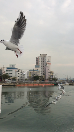 浦項九龍浦の近代文化歴史通りからの浦項クルーズ♪の記事動画
