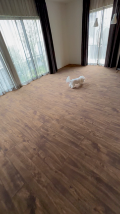 飼い主は『愛犬の鏡』フレンチブルドッグ専門店B&BFRENCHの記事動画