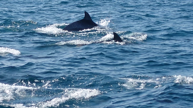 17【熊本県 天草一周旅行】: 天草市イルカセンター イルカウォッチングクルーズの記事動画