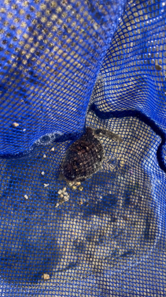 謎のカニが取れた　沖縄ビーチの記事動画