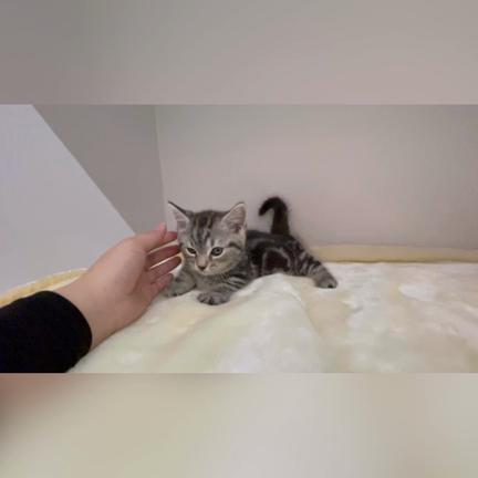 ネコちゃん入舎⭐︎の記事動画