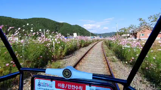 #하동#コスモスの中を猛スピードで走り抜けるの記事動画