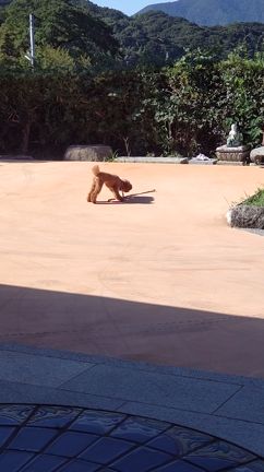 ９月のトリミング♡の記事動画