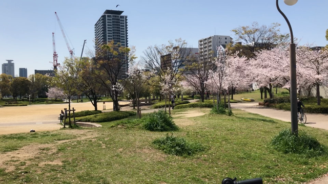 お花見の記事動画