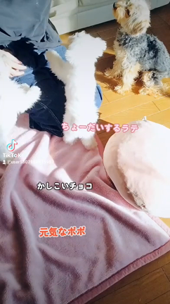 愛犬が元気過ぎるの記事動画