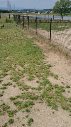 朝ラン♪といろいろの記事動画