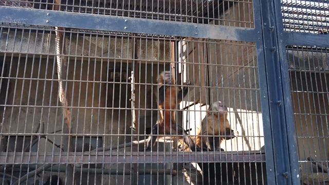 温泉旅行     サファリパーク編の記事動画