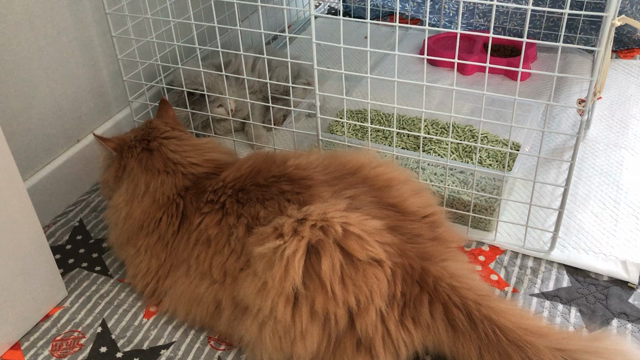 ♡おめでとう♡の記事動画