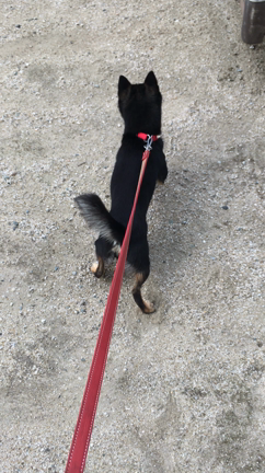 初めてのハーネスの記事動画