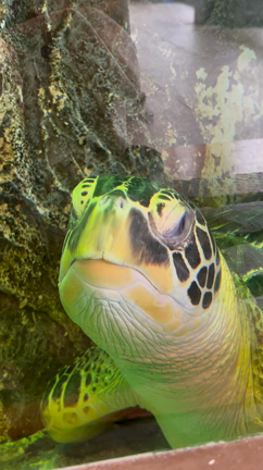 いざ歯科へ出発の記事動画