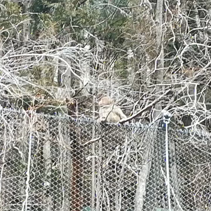 檜原村でリフレッシュ！①九頭龍神社の記事動画