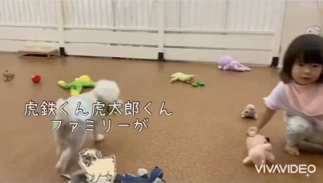 期間限定！！室内ドッグラン開放！！の記事動画