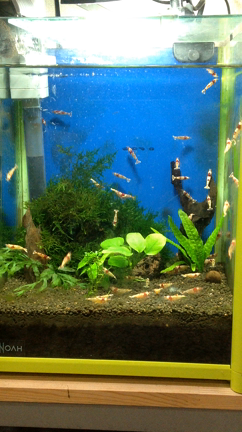 エビ、びっくり！「抱卵の舞」の記事動画