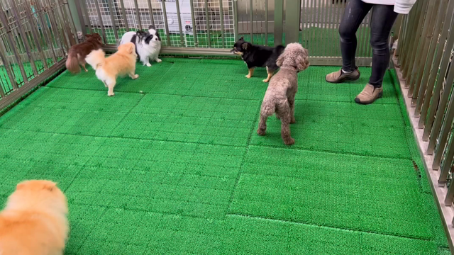 【番外編】昼間のわんこたちの記事動画