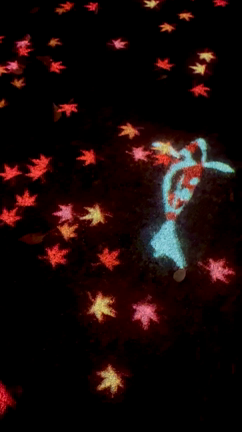 アラフィフが見た‼️黄葉紅葉まつり＆秋の夜散歩2023の記事動画