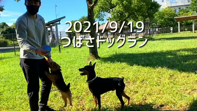 つばさドッグランの記事動画